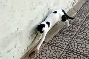 Kedi fareyle dakikalarca oynadı