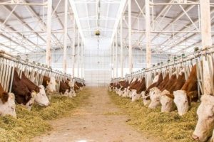 Bursa Yenişehir'de s&uuml;t &uuml;reticilerine 6 milyonluk destek