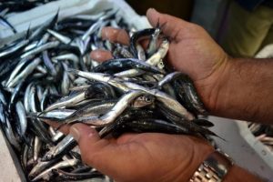 Hamsinin kilogramı 20 liraya &ccedil;ıktı