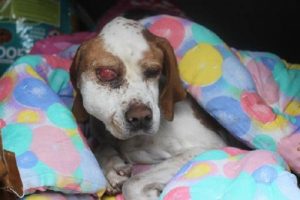 Hasta k&ouml;pek, ameliyat i&ccedil;in İstanbul'a g&ouml;t&uuml;r&uuml;ld&uuml;