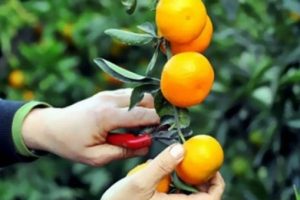 Rusya Antalya'nın alternatifini buldu!