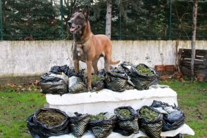 Bursa'da 17 kilo esrarla Alfa'ya yakalandılar!