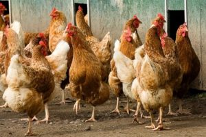 Tavuklarıyla yaşama tutunuyor