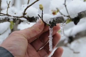 Meteoroloji'den 'zirai don' uyarısı