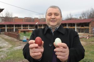 Bursa'da bu tavuklar rengarenk yumurtluyor