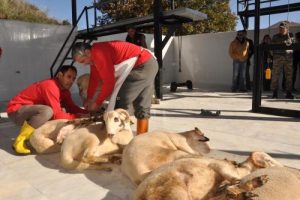 Ter&ouml;r m&uuml;cadelesindeki g&uuml;venlik g&uuml;&ccedil;leri i&ccedil;in kurban kesildi