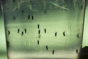 El Salvador'da Zika vir&uuml;s&uuml; nedeniyle kadınlara doğum yapmamaları &ouml;nerildi