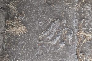 T&uuml;rkler'in bin 300 yıl &ouml;ncesine ait parmak izleri bulundu
