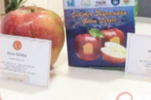 TBMM'ye g&ouml;kten bir elma d&uuml;şt&uuml;!