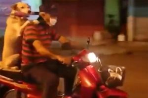 Sahibi motosikleti s&uuml;rd&uuml;, o şemsiyeyi taşıdı