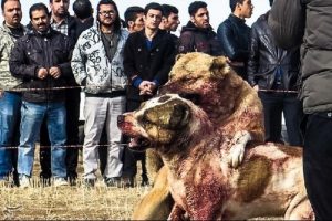 İran'da tepki &ccedil;eken 'k&ouml;pek d&ouml;v&uuml;ş&uuml;'