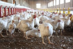 T&uuml;pgaz patladı, 750 tavuk yanarak telef oldu