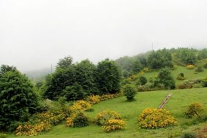 Odun dışı orman &uuml;r&uuml;nlerinde hedefe ulaşıldı