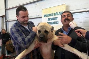 Bu k&ouml;peği 10 bin euro'ya satmadı