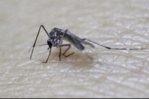 "Zika vir&uuml;s&uuml; insanlara uyum sağlıyor"