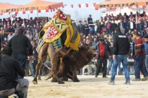 Burhaniye'de deve g&uuml;reşi heyecanı yaşandı