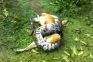 Zavallı k&ouml;peği dev pitonun elinden kurtardı