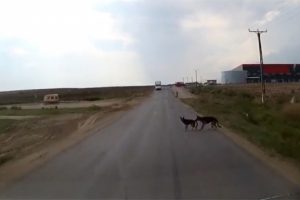 Yaşlı dostu hayatını kurtardı