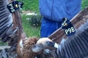 "Casus akbaba" İsrail ve L&uuml;bnan'ı karşı karşıya getirdi
