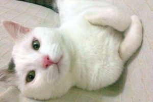 Tecav&uuml;zden kurtaran kedisi i&ccedil;in 'kahramanım' dedi