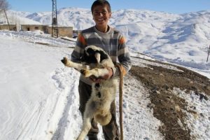 Başkale'de yeni doğan 3 ayaklı kuzu şaşırttı