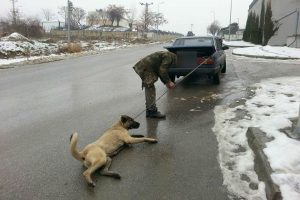 Bu g&ouml;r&uuml;nt&uuml;ler sosyal medyayı salladı! 'Benim k&ouml;peğim, istediğimi yaparım!'
