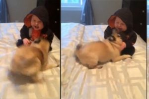 Yavru k&ouml;pek yapmadık şaklabanlık bırakmadı