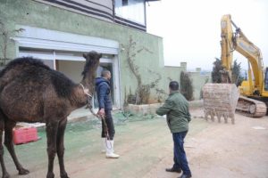 Televizyon sahibi ka&ccedil;ak binasının yıkımında deve kestirdi