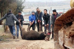 Bina yıkımını deve keserek protesto ettiler