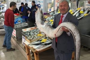 Bu balık Marmara'dan &ccedil;ıktı