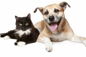 K&ouml;pekler sahiplerini kedilerden 5 kat daha fazla seviyor
