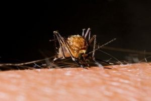 Zika vir&uuml;s&uuml;n&uuml;n cinsel ilişki yoluyla da bulaştığı ortaya &ccedil;ıktı
