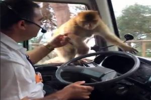 Maymun usta hırsızlara taş &ccedil;ıkarttı!