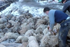 Ahır &ccedil;&ouml;kt&uuml;: 110 koyun telef oldu