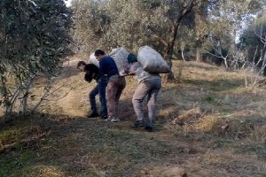 Zeytin &uuml;reticileri eşeğin değerini anladı