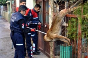 Bacağına demir saplanan k&ouml;peği itfaiye kurtardı