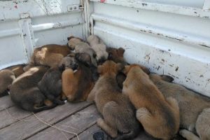 Annesi &ouml;len k&ouml;pek yavrularına zabıta sahip &ccedil;ıktı
