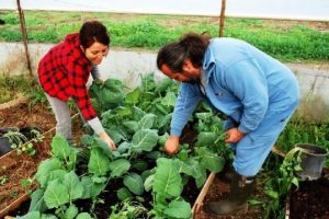 Bodrum'un organik &uuml;r&uuml;nleri kargo ile kapıya teslim