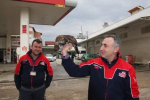 Bursa'da şahin can &ccedil;ekişirken bulundu...