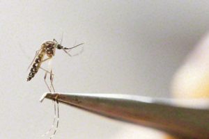 Zika'ya radyasyon &ouml;nerisi!