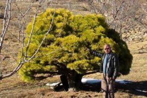 150 yaşındaki c&uuml;ce &ccedil;am g&ouml;renleri şaşırtıyor