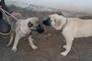 D&ouml;v&uuml;şt&uuml;rmek i&ccedil;in &ccedil;aldıkları k&ouml;peğin kulağını kesmişler