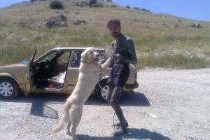 Bursalılar fel&ccedil;li adamı ayağa kaldıran k&ouml;peği bulana &ouml;d&uuml;l var!