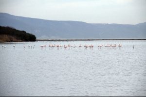 Burası da flamingo cumhuriyeti