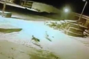 Kars'a inen a&ccedil; kurtlar 5 k&ouml;peği telef etti