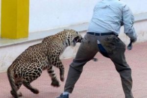 Leopar okula girdi, altı kişiyi yaraladı