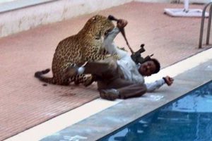 Okulda leopar dehşeti: 6 yaralı