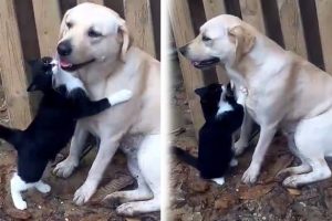Kediyle k&ouml;peğin şaşırtan dostluğu
