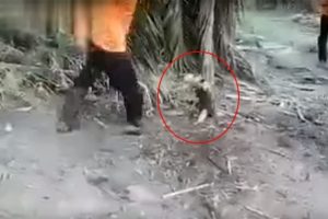 Karıncayiyen kendisine sataşan genci yere serdi