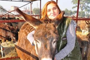 Eşek s&uuml;t&uuml; 100 liraya &ccedil;ıktı, eşek karaborsaya d&uuml;şt&uuml;